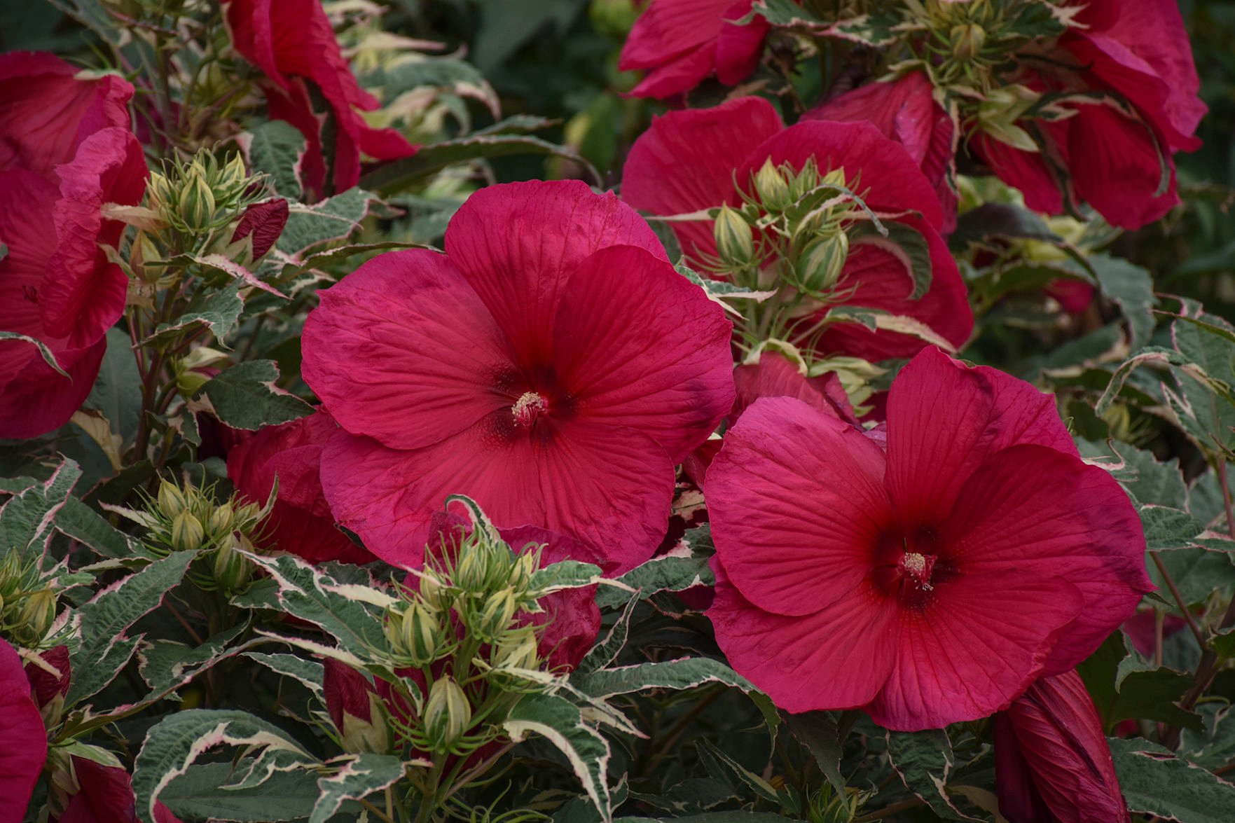 hibiscus two